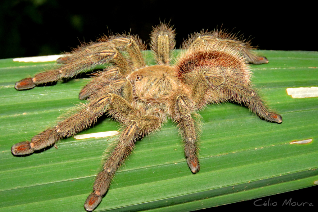 Iridopelma