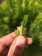 Adenanthos