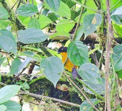 Anisognathus lacrymosus