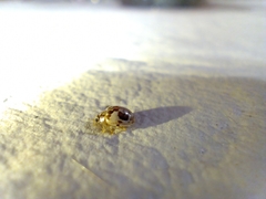 Psyllobora bicongregata