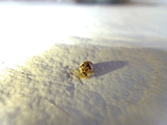 Psyllobora bicongregata