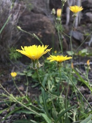Reichardia ligulata