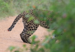 Panthera pardus fusca