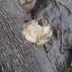 Amphibalanus eburneus