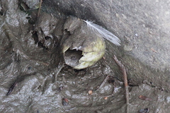 Amphibalanus eburneus