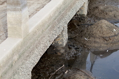 Amphibalanus eburneus