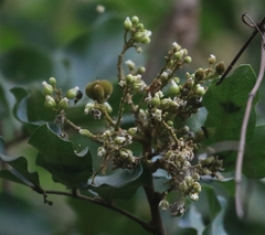 Sapindus trifoliatus