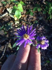 Symphyotrichum novae-angliae