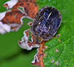 Eurygaster austriaca