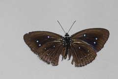 Elymnias nepheronides
