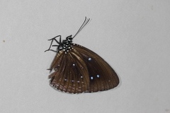 Elymnias nepheronides