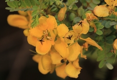 Senna auriculata
