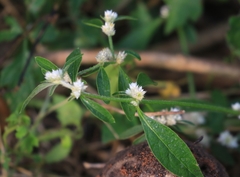 Alternanthera ficoidea