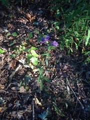 Symphyotrichum novae-angliae