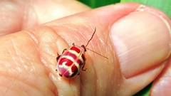 Asphaera quadrifasciata