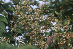 Ichnocarpus frutescens