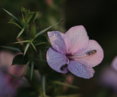 Barleria buxifolia
