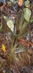 Pinus maximinoi