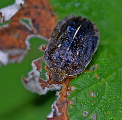 Eurygaster austriaca