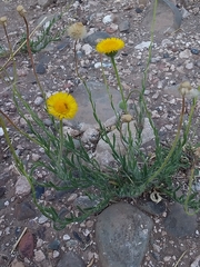 Hysterionica jasionoides