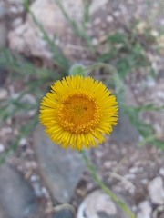 Hysterionica jasionoides
