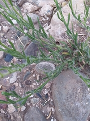 Hysterionica jasionoides