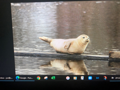 Phoca vitulina