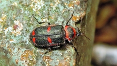 Astylus cyanerythrus