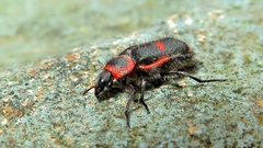 Astylus cyanerythrus