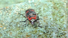 Astylus cyanerythrus