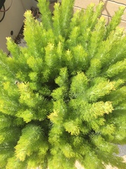 Adenanthos