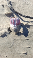 Megabalanus tintinnabulum