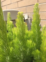 Adenanthos