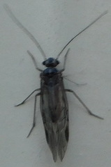 Caeciliusinae
