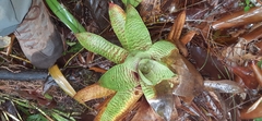 Werauhia hygrometrica