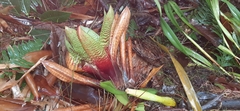 Werauhia hygrometrica