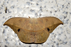 Oxytenis modestia