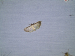 Polythlipta