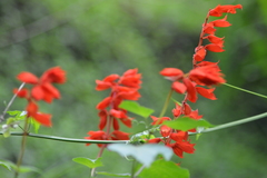 Salvia splendens