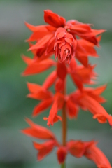 Salvia splendens