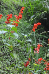 Salvia splendens