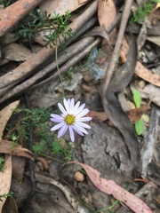 Brachyscome multifida