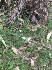 Brachyscome multifida