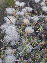 Senecio subulatus erectus