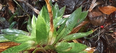 Werauhia hygrometrica