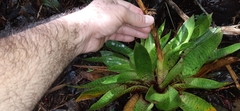 Werauhia hygrometrica