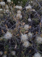 Senecio subulatus erectus