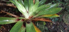 Werauhia hygrometrica