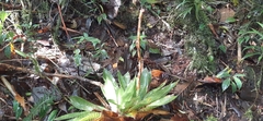 Werauhia hygrometrica