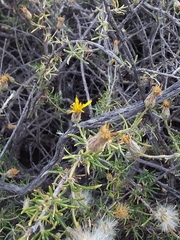 Senecio subulatus erectus